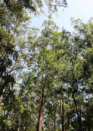 Blue Gum High Forest in the Sydney Basin Bioregion, Threatened ecological community 