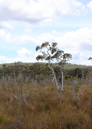 Coastal Upland Swamp in the Sydney Basin Bioregion