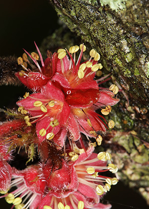 Davidson's Plum (Davidsonia jerseyana) flowers