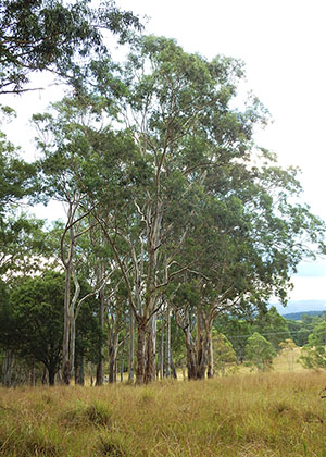Illawarra Lowlands Grassy Woodland in the Sydney Basin Bioregion, a threatened ecological community 