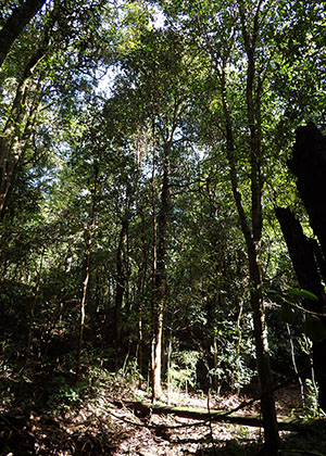Milton Ulladulla Subtropical Rainforest in the Sydney Basin Bioregion, a threatened ecological community