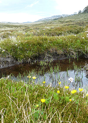 Montane Peatlands and Swamps of the New England Tableland, NSW North Coast, Sydney Basin, South East Corner, South Eastern Highlands and Australian Alps bioregions, Threatened Ecological Community