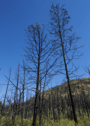 Living with fire in NSW National Parks Executive Summary