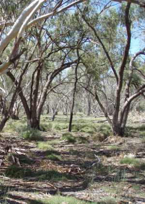 Macquarie Marshes Nature Reserve 