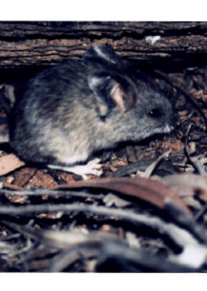 Bolam’s Mouse (Pseudomys bolami) Recovery Plan cover.