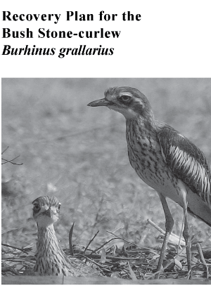 Recovery Plan for the Bush Stone-curlew (Burhinus grallarius) cover.