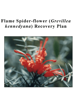 Flame Spider-flower (Grevillea kennedyana) Recovery Plan cover.
