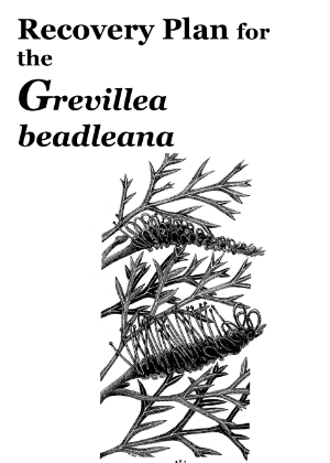 Recovery Plan for the Grevillea beadleana cover.