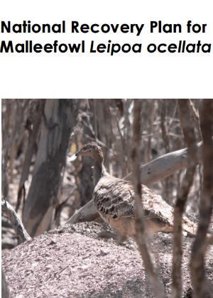 National Recovery Plan for Malleefowl (Leipoa ocellata) cover.