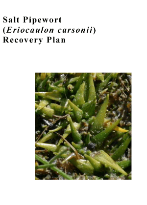 Salt Pipewort (Eriocaulon carsonii) Recovery Plan cover.