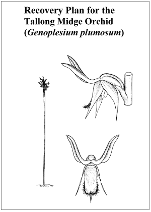 Recovery Plan for the Tallong Midge Orchid (Genoplesium plumosum) cover.