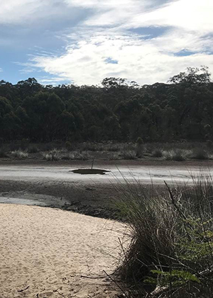 Lake Couridjah, Thirlmere Lakes, showing a dry lake bed, sandy bank with rushes growing, and one puddle of water with bush behind.