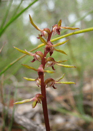 Bauer's Midge orchid (Genoplesium baueri) Photo: Wendy Grimm