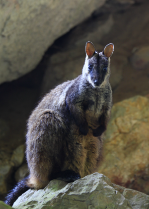 Brush-tailed Rock-wallaby (Petrogale penicillata) Photo: R Nicolai