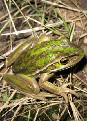 Green and golden bell frog (Litoria aurea) Photo: OEH