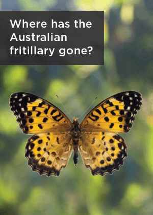 Australian fritillary brochure cover