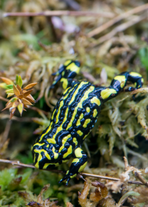Southern Corroboree Frog (Pseudophryne corroboree) Photo: J Spencer 