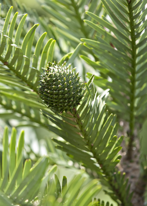 Wollemi Pine (Wollemia nobilis) Photo: R Nicolai