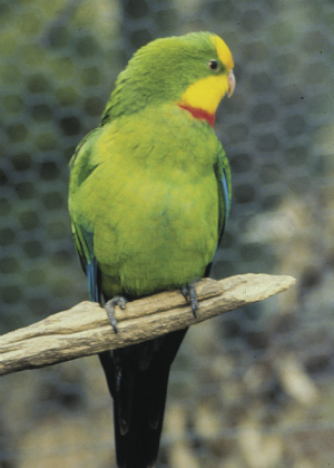 Superb parrot (Polytellis swainsonii).