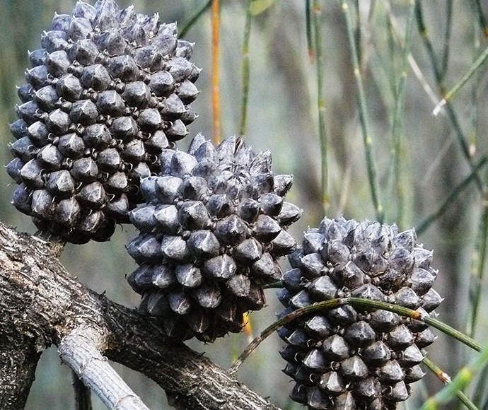 Close-up of allocasurina cones, which can be anywhere from 1-3cm in length and contain dozens of tasty seeds