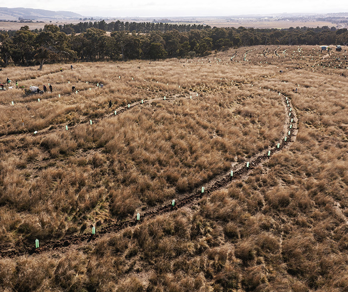 Many hands made light work planting 1500 allocasuarinas in just 2.5 hours near Bungendore