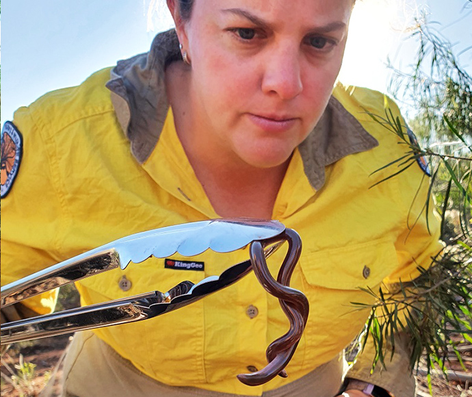 NSW Feral cat project Amy with legless lizard