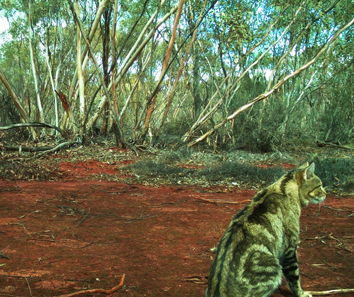 Developing strategies for effective feral cat management