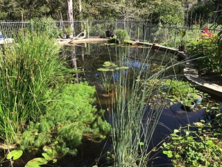 A bean-shaped swimming pool converted into a natural pond with reeds and water plants growing in it and surrounded by a metal fence