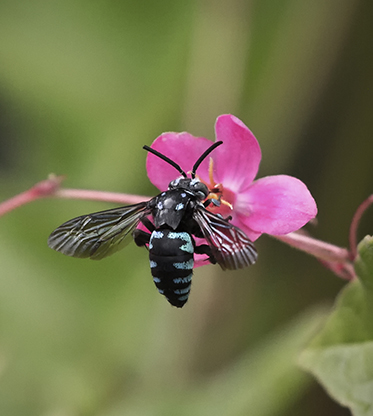 Image of the neon cuckoo bee, Thyreus nitidulus, a small black bee with pale blue striations on the abdomen alighting on a pink flower.