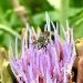 A pale yellow and black striped bee, the native resin bee, on top of a lilac coloured blossom.