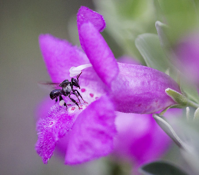 Large deep pink-purple flower with a small black native stingless bee, Tetragonula carbonaria, on the inside of the flower.