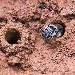 Image of red clay soil with 2 bee burrows and a native black sweat bee coming out of the top of one burrow.