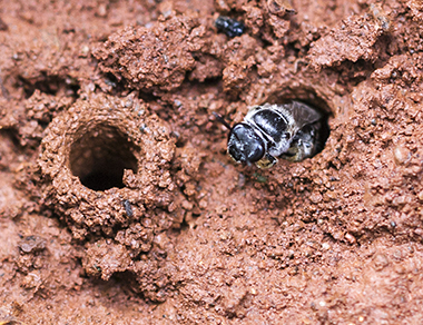 Image of red clay soil with 2 bee burrows and a native black sweat bee coming out of the top of one burrow.