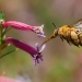 A large yellow and furry native teddy bear bee in midflight flying into pink fluted flowers.