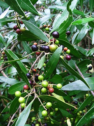 Close up image of an African olive (Olea europaea subspecies cuspidata) with dark green leaves and green and red fruit on slender branches.