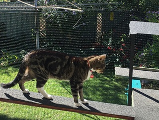 Domestic cat with collar and lead attached standing in its enclosure (cat run).