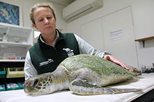 Green turtle (chelonia mydas) sick with plastic ingestion on table at Taronga Zoo wildlife hospital with female staff sitting behind with hand of turtle's shell.