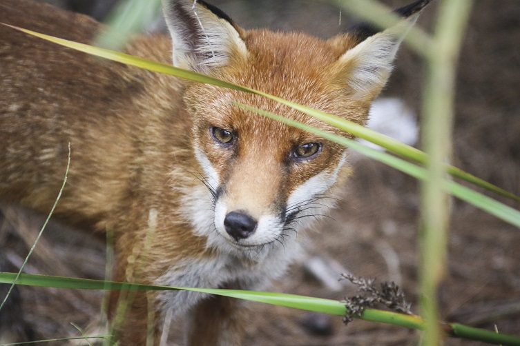 Fox (vulpes vulpes) seen near Royal National Park. 