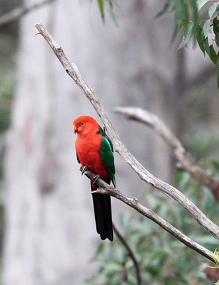 Bright red and green male king parrot sits on tree branch with grey brown tree in the background