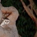 Brown owl with white masked face, chest and legs peers out of Angophora tree hollow