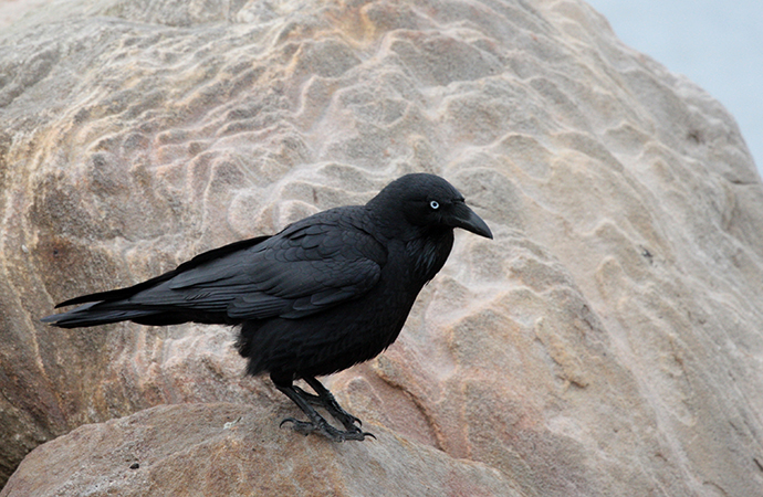 Large black raven on sandstone rock