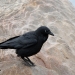 Large black raven on sandstone rock