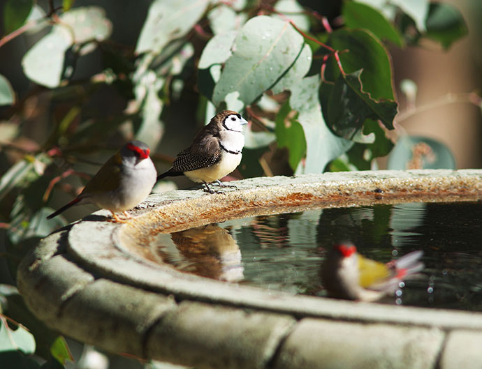 Two red-browed finches and one double-barred finch sit on the edge of a birdbath with euclayptus leaves in the background