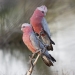 Two pink and grey galahs sitting close together on a twig with blurred background.