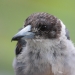 Torso and head shot of grey butcherbird with brown head and eyes, pale chest and long pale beak with dark hook on the end