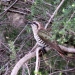 Mid-sized cuckoo bird with shiny olive green wings, brown back and barred belly, perched on shrub with few green leaves and dead twigs