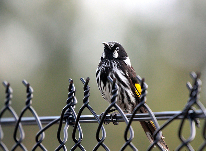 Black and white striated new holland honeyeater sits on wire fence with tail down and a bright yellow marking on its wing