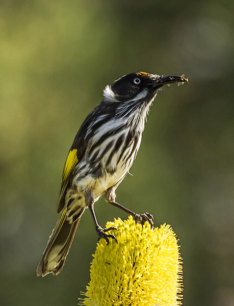 Streaky black, white and yellow honeyeater with long beak perched on top of a bright yellow banksia flower in evening light