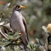 Grey brown noisy minor with yellow beak and eye surround sits on shrub