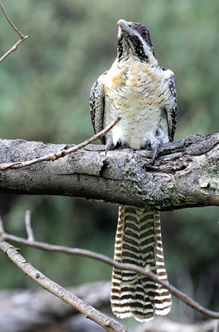 eastern koel with cream underside and long tail with brown bars sits on branch